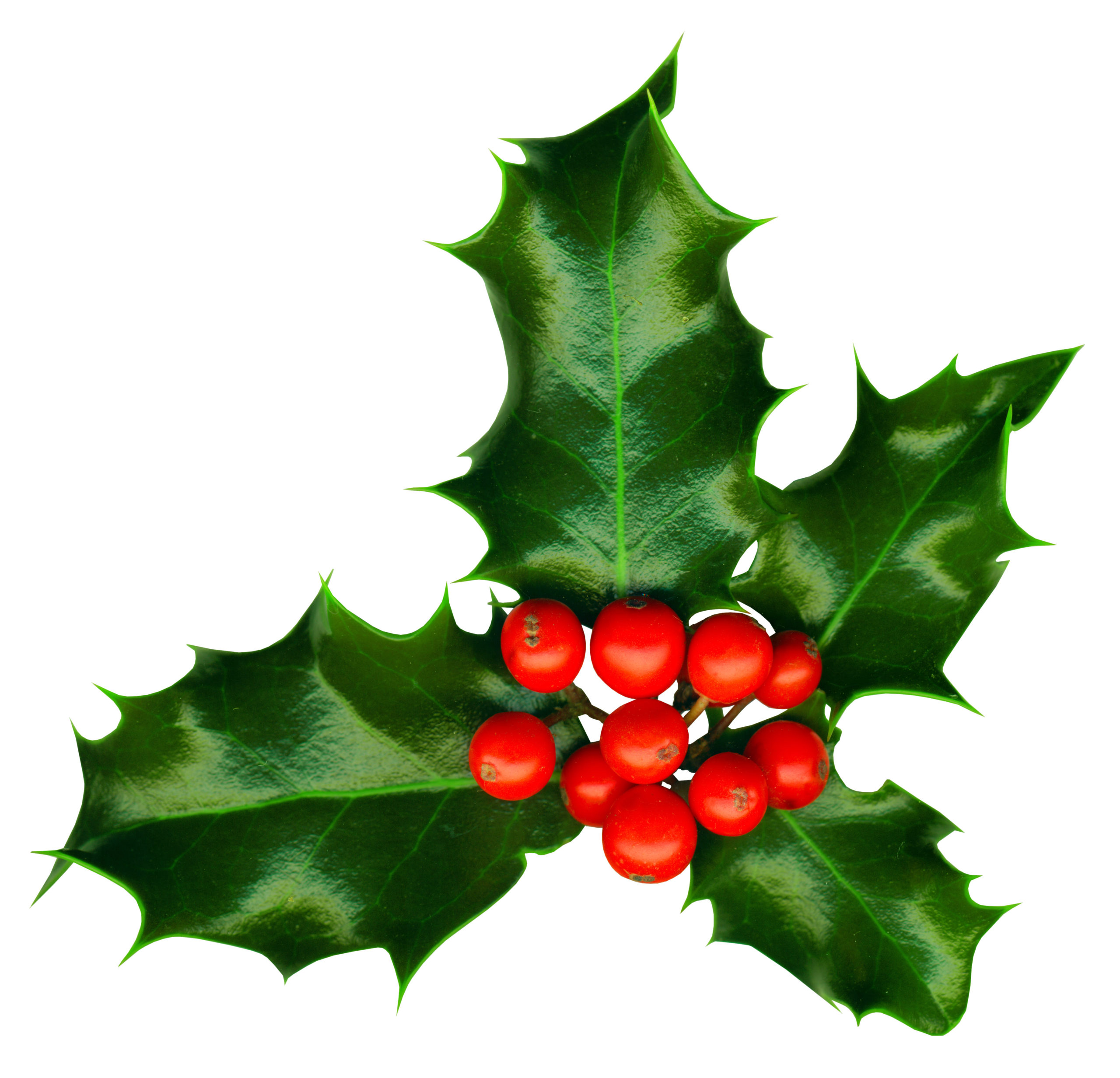 Clipping path. a sprig of holly isolated on a white background